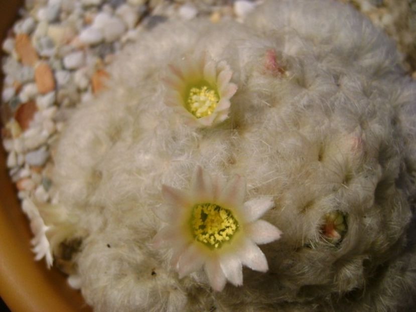 Mammillaria plumosa - Cactusi 2018 final de an