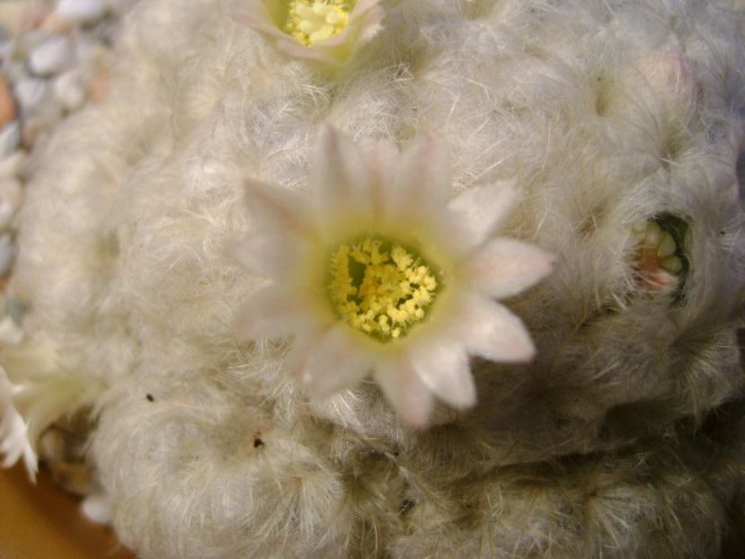 Mammillaria plumosa - Cactusi 2018 final de an