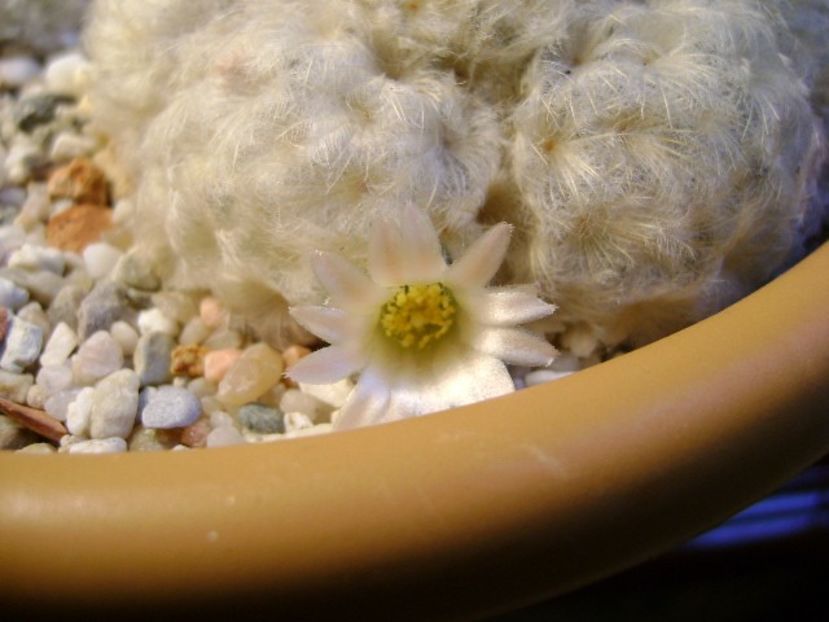 Mammillaria plumosa - Cactusi 2018 final de an