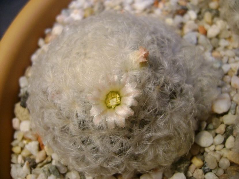 Mammillaria plumosa - Cactusi 2018 final de an