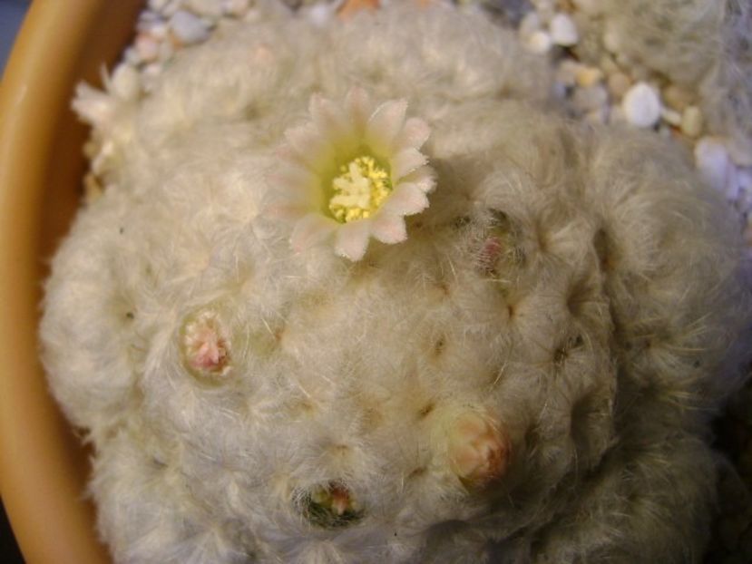Mammillaria plumosa - Cactusi 2018 final de an