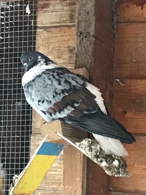 B1CDDA6A-117C-4C67-8DEF-EE0B906A6D5D - Vargati codalbi