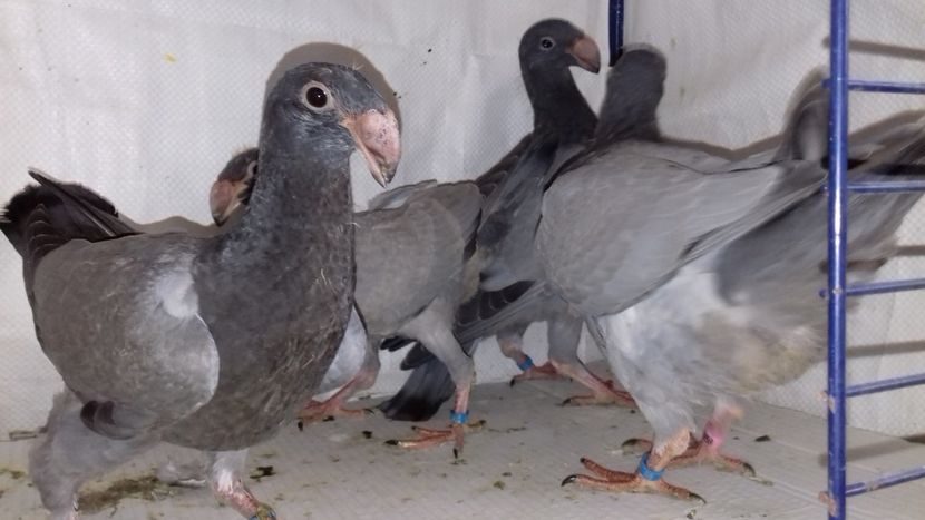  - Voiajori Germani 2018