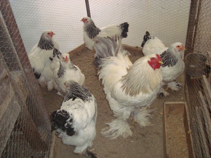  - 2020-01 Brahma hda fam1