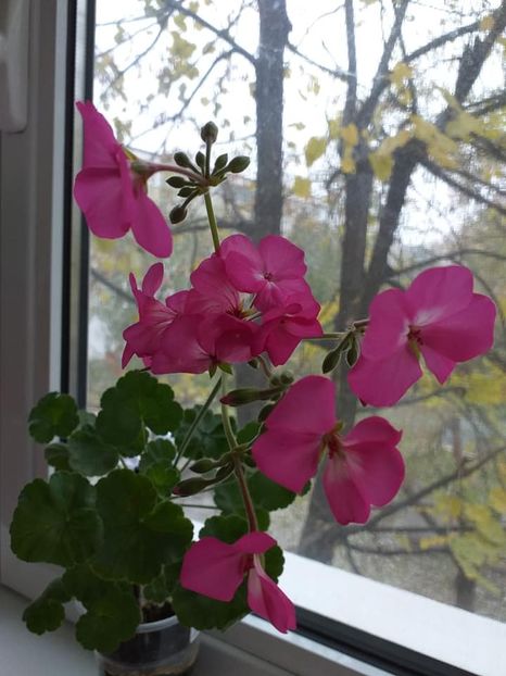  - Continuare la albumul Flori 2018