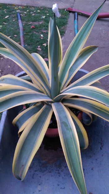 Weberi arizona star - Agave de vanzare 2018