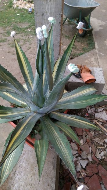 Americana striata - Agave de vanzare 2018