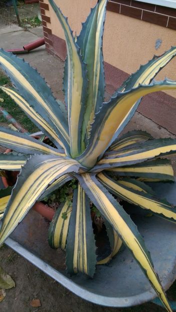  - Agave de vanzare 2018