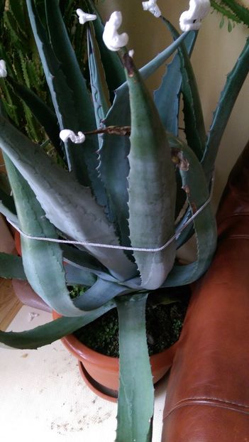 Americana - Agave de vanzare 2018