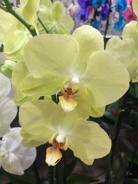 26.11.2018 - 1 Sylvia