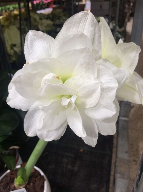 26.11.2018 - 1 Sylvia