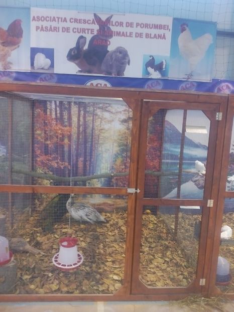  - Expoziție ARAD