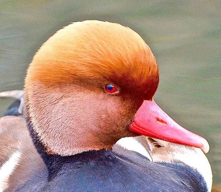 Rățoi cu Ciuf - Un fel de rai pe pământ!