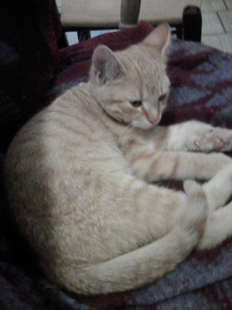 azi am sosit...))) - Micile mele feline 2018
