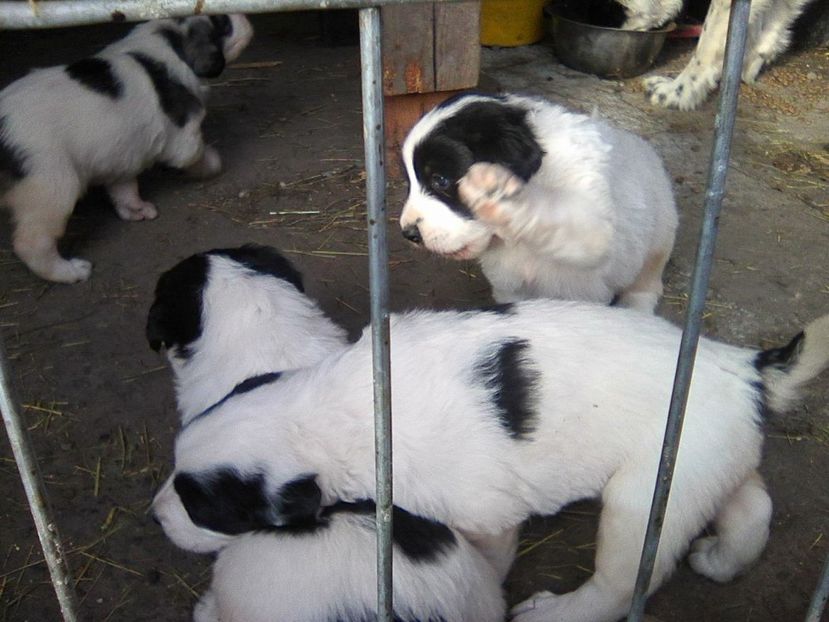 Photo0452 - AA Mysty si primi ei puiuiti de Ciobanesti de Bucovina 2018