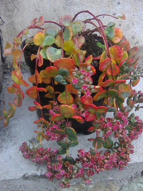 noiembrie 2018 - Floricele 2018