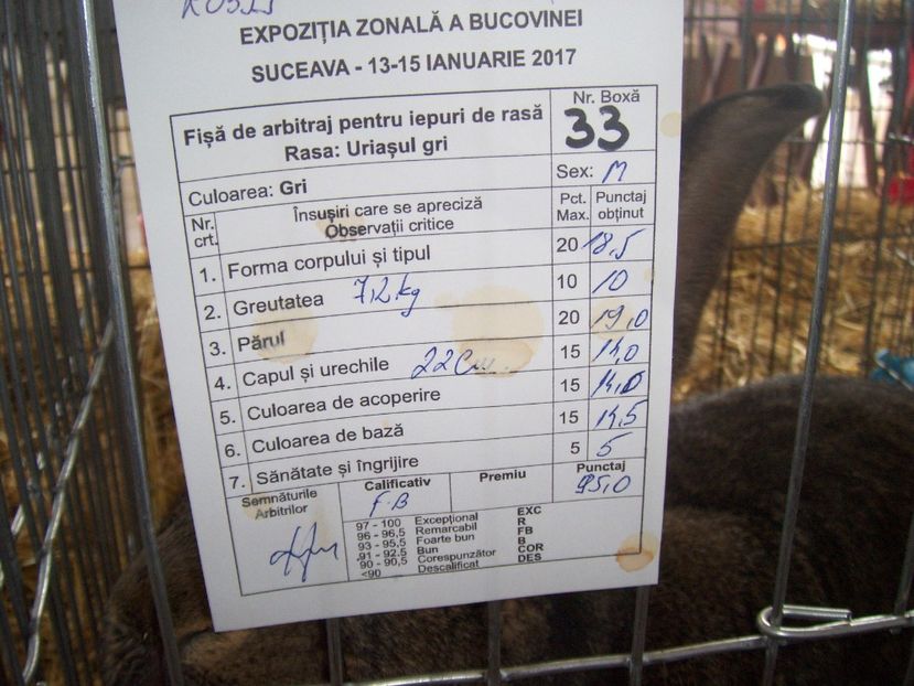 mascul ugg 95pct - Expozitia locală Suceava ianuarie 2017