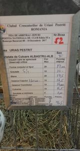 femela urias pestrit 96,5 pct - Expozitia Nationala Romexpo decembrie 2017