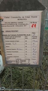 mascul urias pestrit 96 pct - Expozitia Nationala Romexpo decembrie 2017
