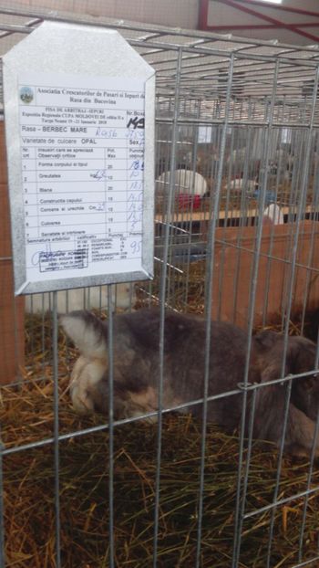 femela berbec 95 pct - Expozitia zonala a bucovinei ianuarie 2018