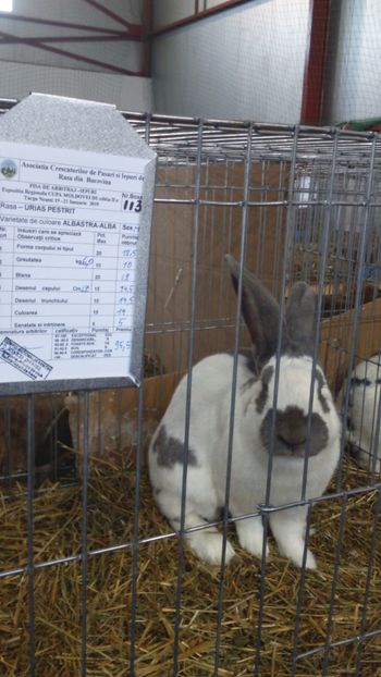 mascul urias pestrit 95,5 pct - Expozitia zonala a bucovinei ianuarie 2018