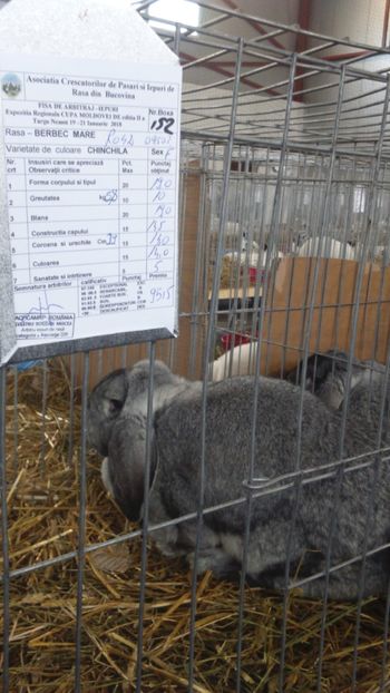 femela berbec 95,5 pct - Expozitia zonala a bucovinei ianuarie 2018