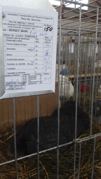 mascul berbec 95,5 pct - Expozitia zonala a bucovinei ianuarie 2018