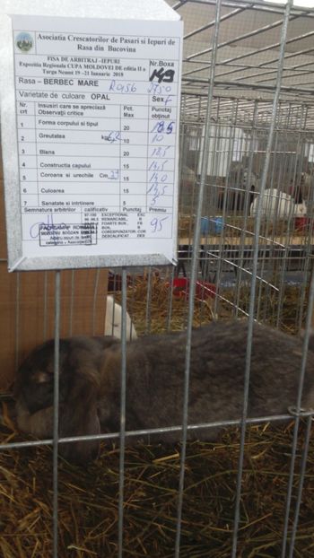 femela berbec 95 pct - Expozitia zonala a bucovinei ianuarie 2018