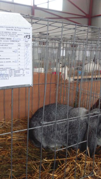 femela berbec 96 pct - Expozitia zonala a bucovinei ianuarie 2018