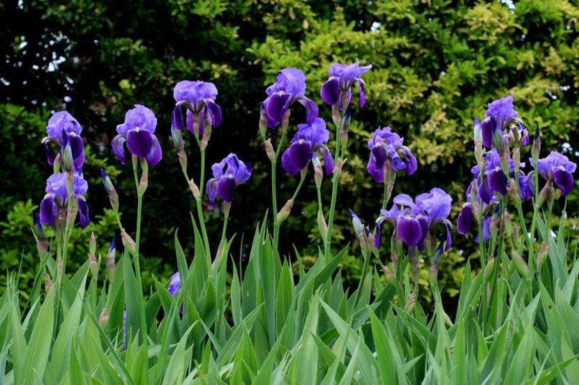 iris germanica - Iris germanica