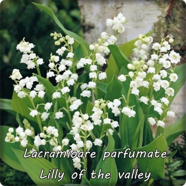 Convallaria-majalis-lacramioare-de-gradina - Lacramioare