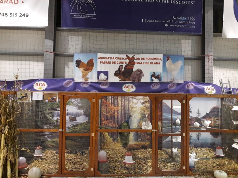  - Expoziția Cupa Aradului ediția 1