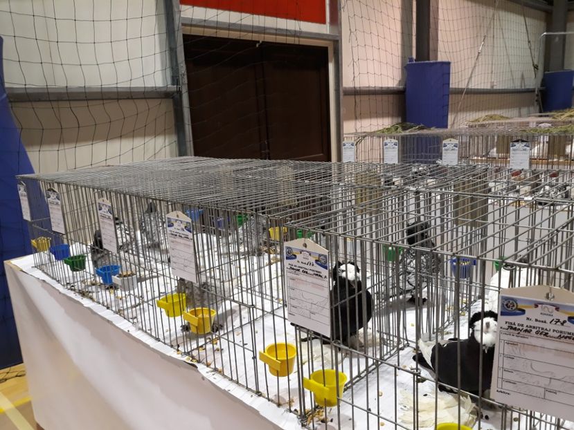  - Expoziția Cupa Aradului ediția 1