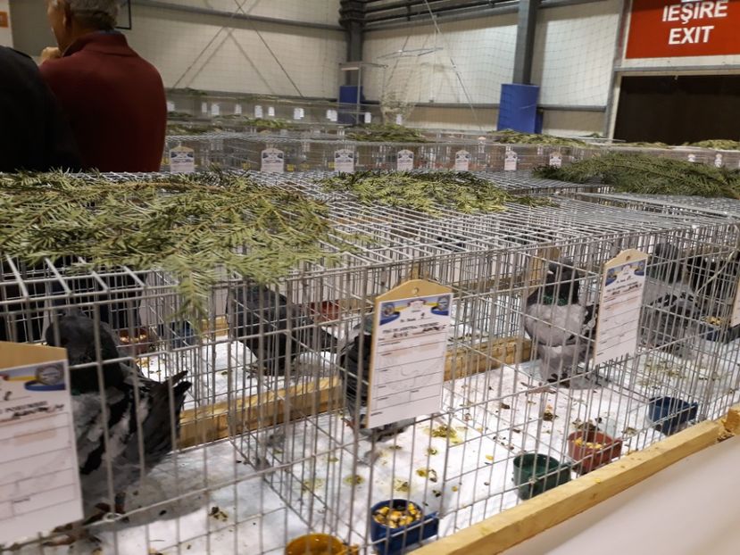 20181127_202043(0) - Expoziția Cupa Aradului ediția 1