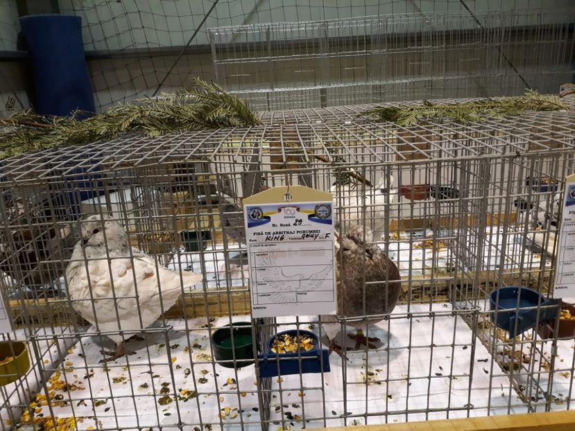  - Expoziția Cupa Aradului ediția 1