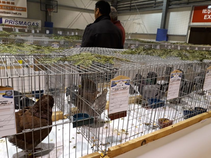  - Expoziția Cupa Aradului ediția 1