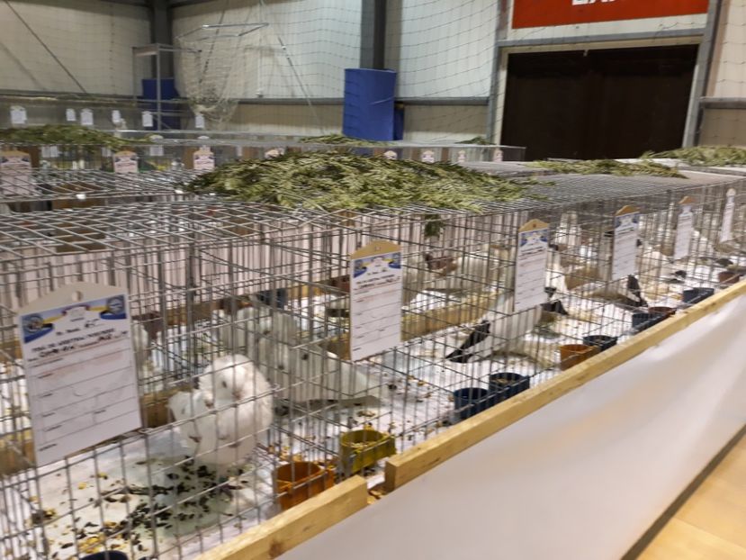  - Expoziția Cupa Aradului ediția 1