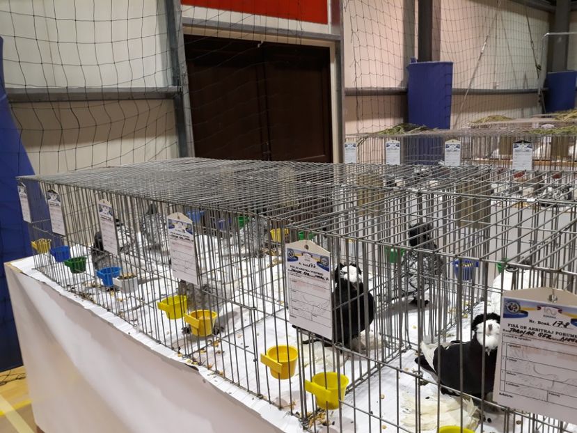  - Expoziția Cupa Aradului ediția 1
