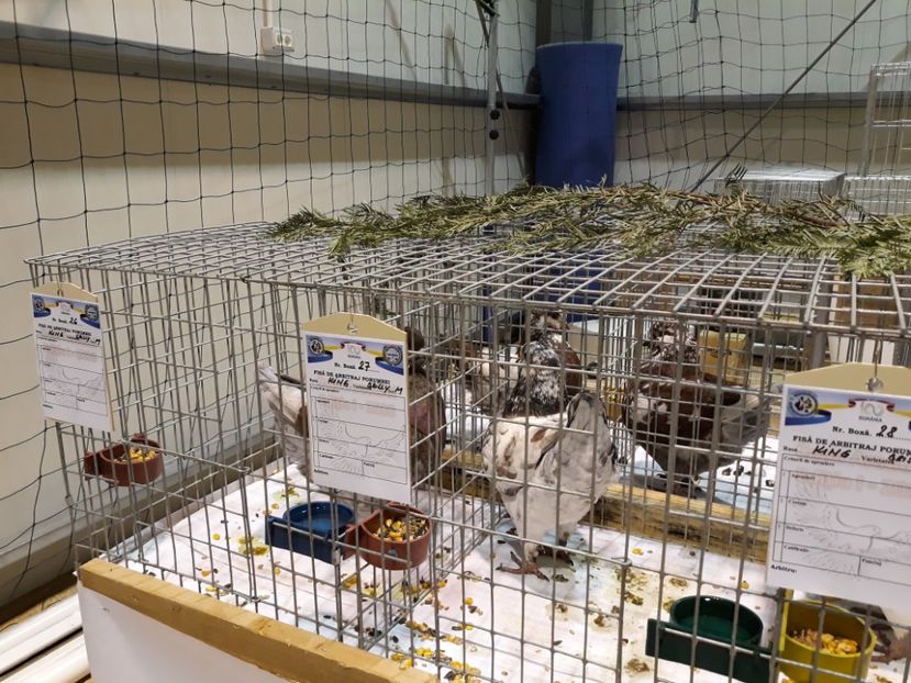  - Expoziția Cupa Aradului ediția 1