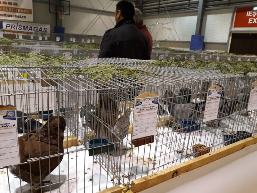  - Expoziția Cupa Aradului ediția 1