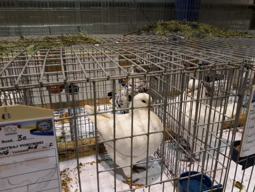  - Expoziția Cupa Aradului ediția 1