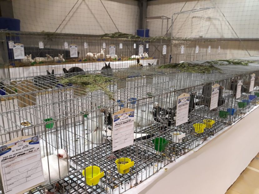  - Expoziția Cupa Aradului ediția 1