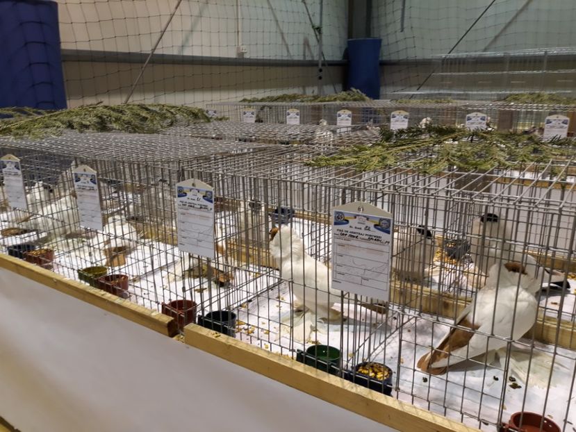  - Expoziția Cupa Aradului ediția 1