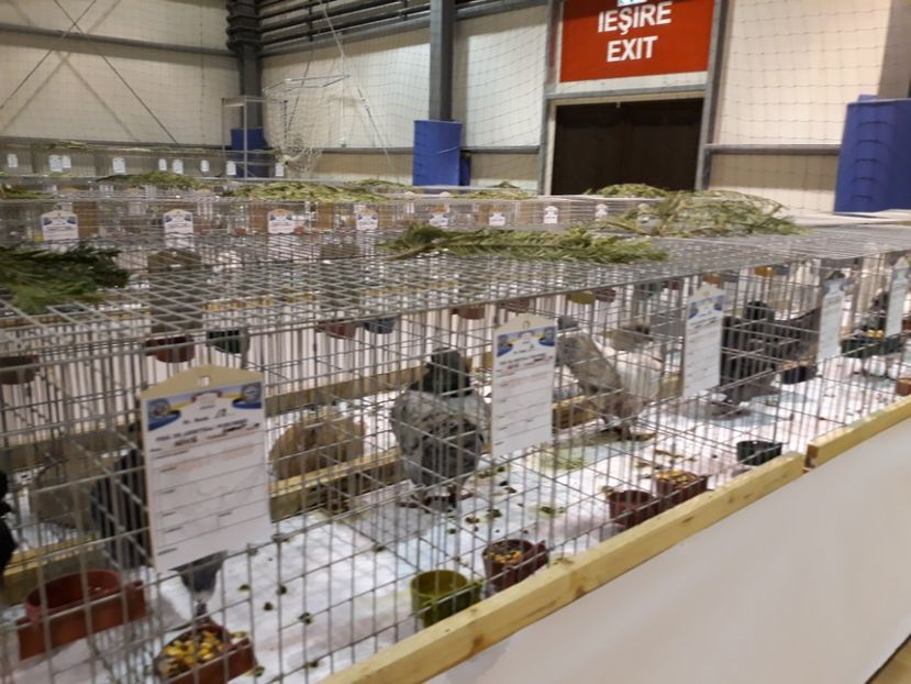  - Expoziția Cupa Aradului ediția 1