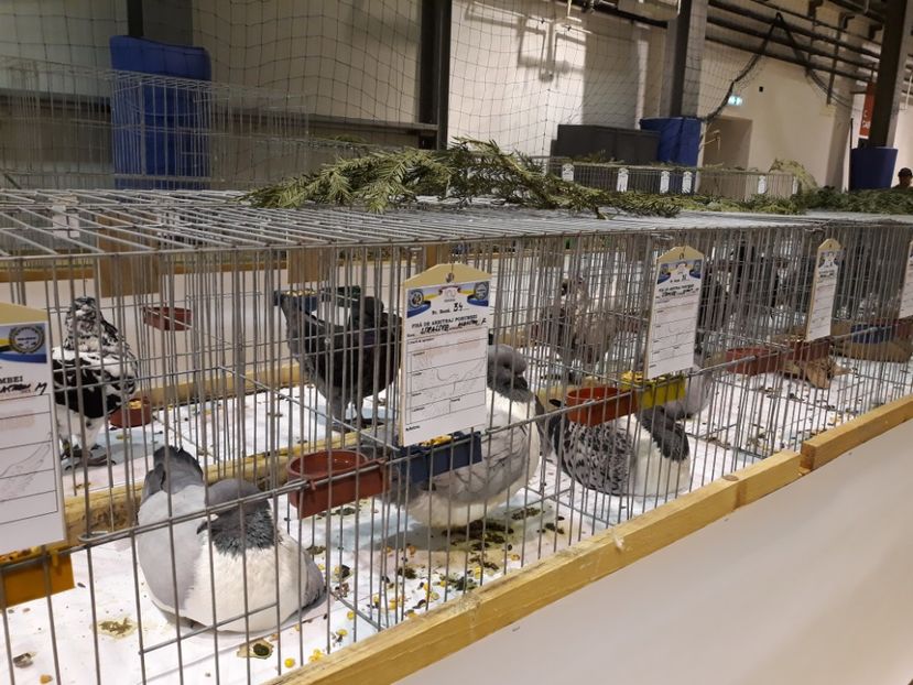  - Expoziția Cupa Aradului ediția 1