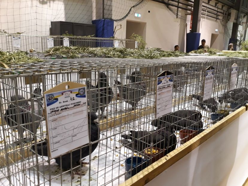  - Expoziția Cupa Aradului ediția 1