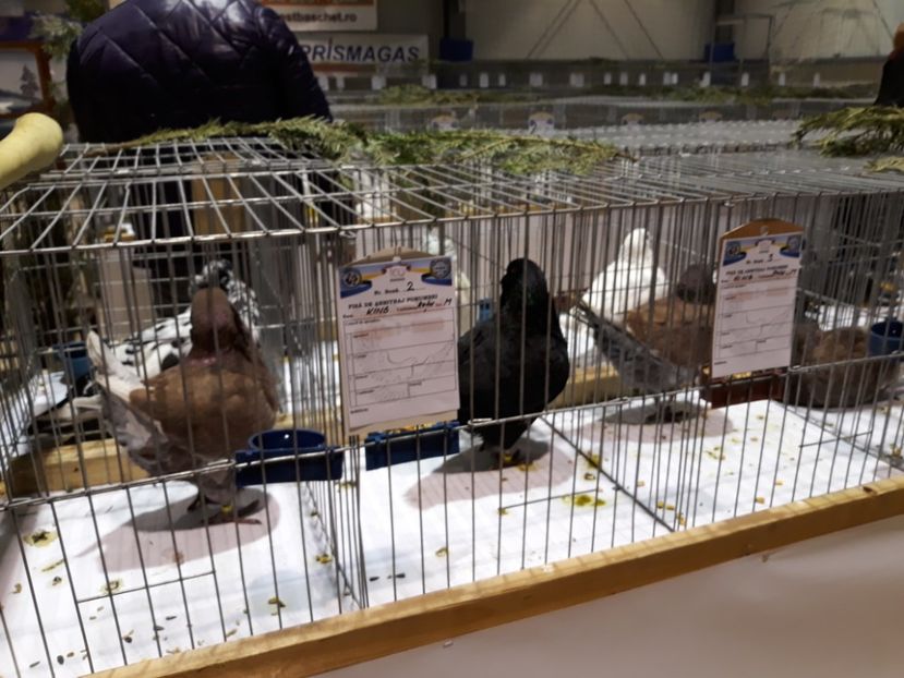  - Expoziția Cupa Aradului ediția 1