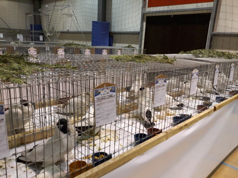  - Expoziția Cupa Aradului ediția 1