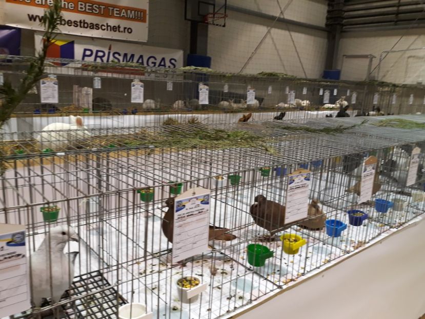  - Expoziția Cupa Aradului ediția 1