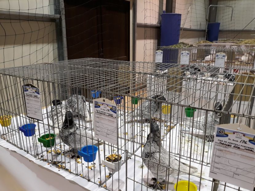  - Expoziția Cupa Aradului ediția 1